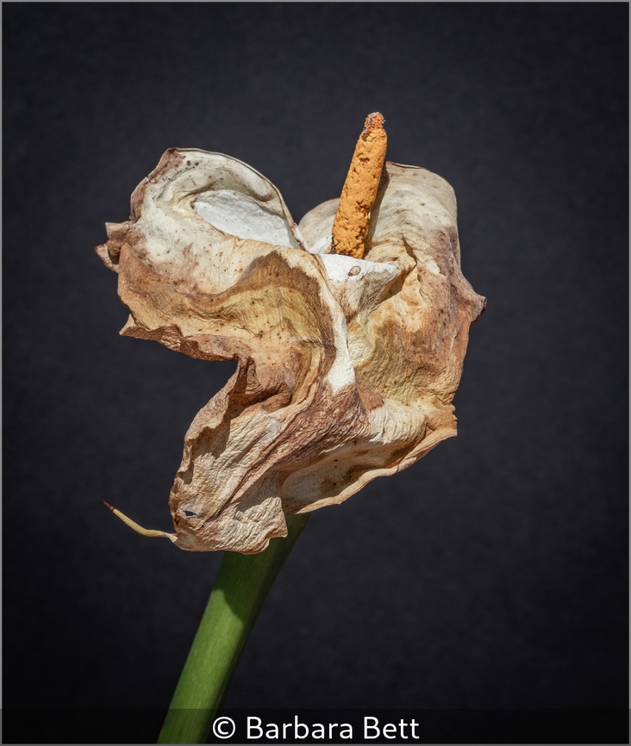 There is Beauty in Decay