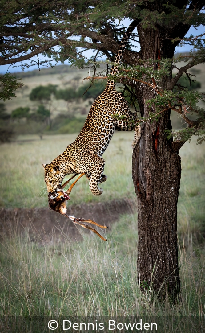 Leopard Moving It's Prey