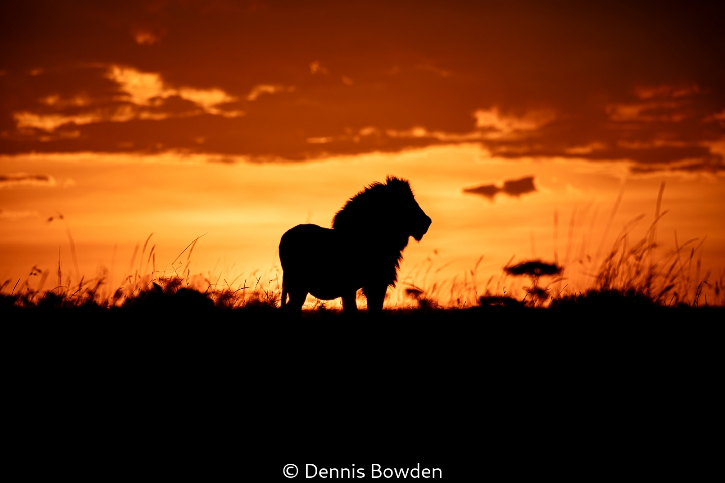 Lion at Sunset