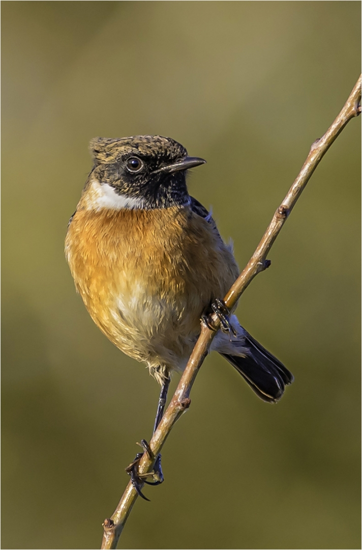 Male Stonechat