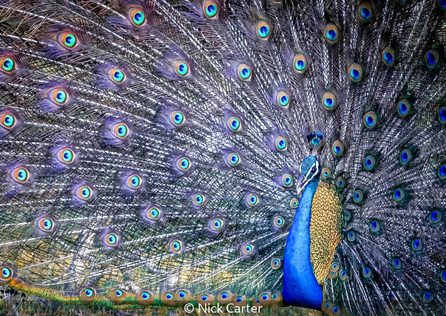 Peacock display