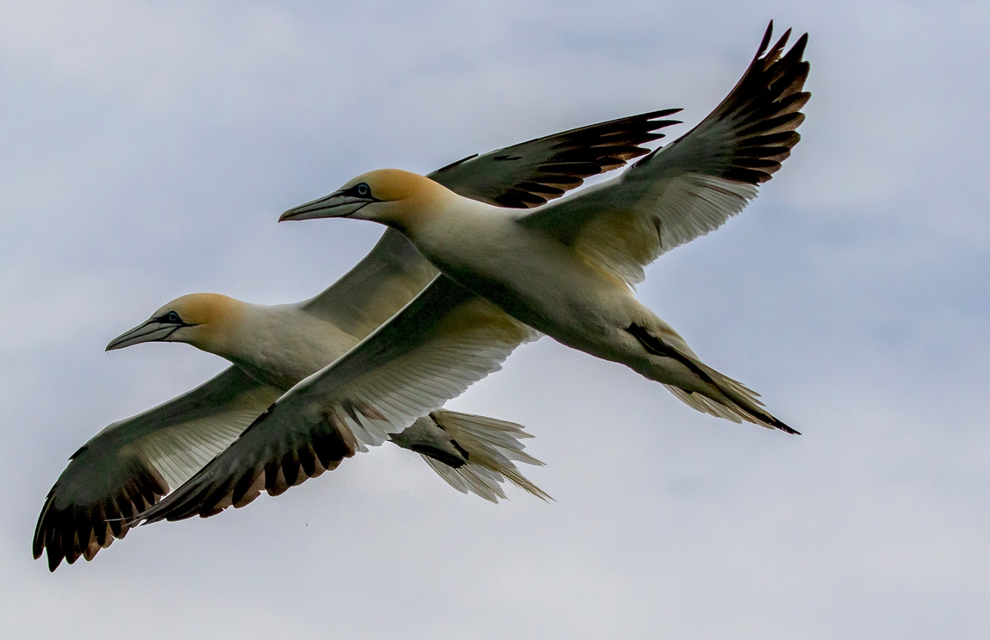 Tandem Flight