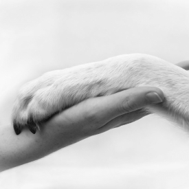 A Sign of Friendship