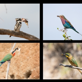 Highly Commended - African birds with food