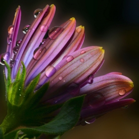Highly Commended - After the Rain