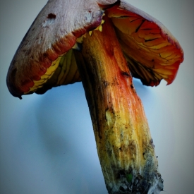 3rd - Autumn's bounty