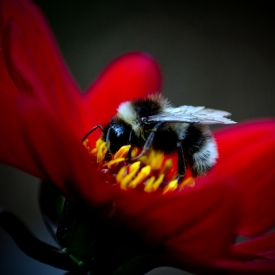 2nd - Bee