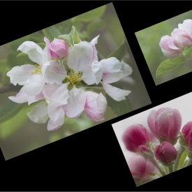 2nd - Blossom