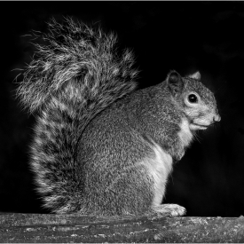 Commended - Bright Eyed and Bushy Tailed