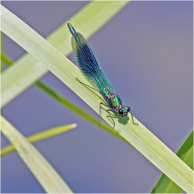 Commended - Banded Demoiselle