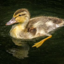 3rd - Beautiful young duckling