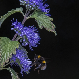 Commended - Bee Loves Nectar of Little Flowers