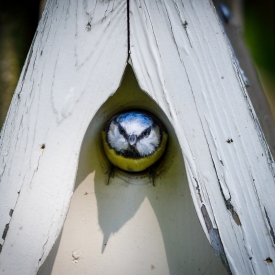 3rd - Blue Tit Emerges