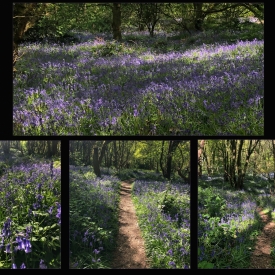 Commended - Bluebell Woods in Sunshine