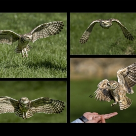 2nd - Burrowing Owl in Flight
