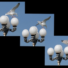 Commended - Coming In To Land