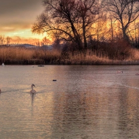 Highly Commended - Cygnets at Wicksteed Park