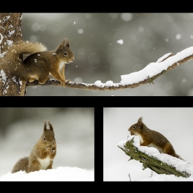 Cairngorms Red Squirrels