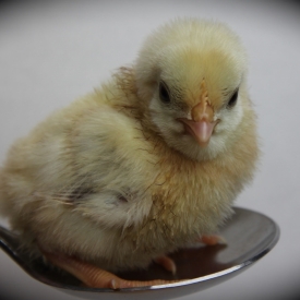 3rd - Chick And Spoon Race