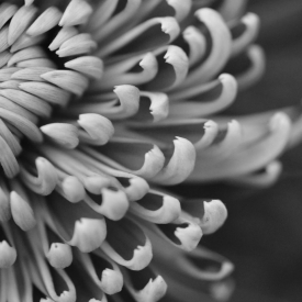 Commended - Chrysanthemum