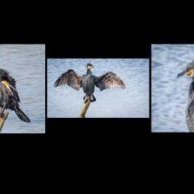 2nd - Cormorant Trio