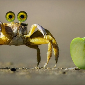 Commended - Crab Apples