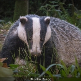 DEVON BADGER