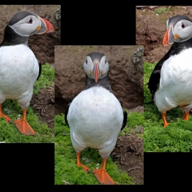 Highly Commended - Do You Have My Best Side