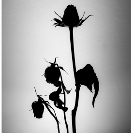 2nd - Decline