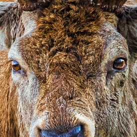Commended - Smelling For A Friendly Hind