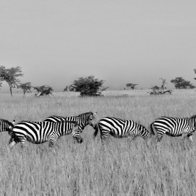 Commended - Different stripes