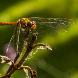 Highly Commended - Dragonfly