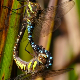 3rd - Dragonflies