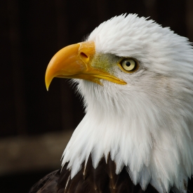 Highly Commended - Eagle Eyed