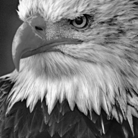 3rd - Eagle