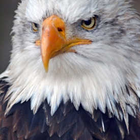 Highly Commended - Eagle