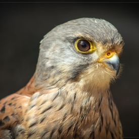 2nd - Eurasian Kestrel