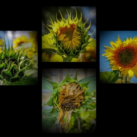 Evolution of Sunflower