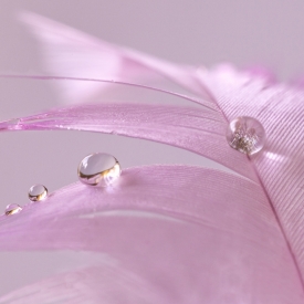 Commended - Feathery Frond