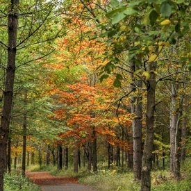 Commended - Forest Colours