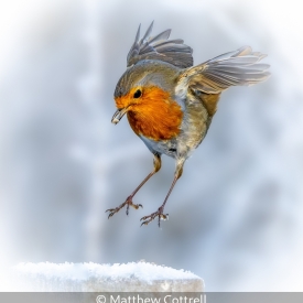 FROST ROBIN