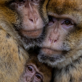 Highly Commended - Family Huddle