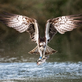 Fish Supper