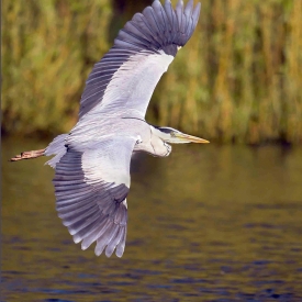 Flight of the Grey Heron