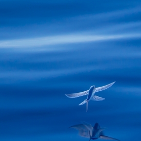 Commended - Flying Fish Gliding