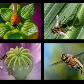 Highly Commended - Flying Garden Insects