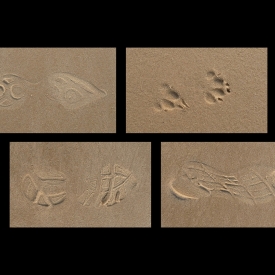 Footprints In The Sand