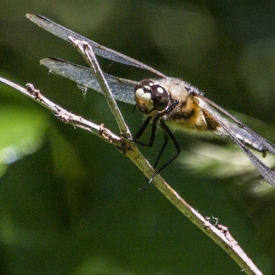 Commended - Full in the face dragonfly
