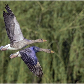2nd - Greylag Geese