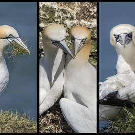 3rd - Gannets Of Bempton